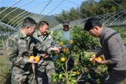 樂平柑橘種植技術_屈原故里的基本介紹