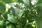 無籽柑橘種植技術_農村種什么柑橘好 無籽柑橘種植技術_農村種什么柑橘好