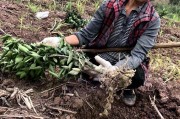 柑橘移栽種植技術_5月份移栽紅美人柑橘會活嗎