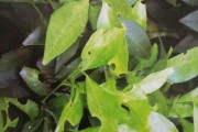 柑橘果樹(shù)有哪些病蟲(chóng)害_最頭痛的柑橘病害排行榜前八位