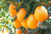 巴西柑橘怎么種植技術_巴西紅柚和西柚有何區別