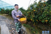 浙江柑橘種植管理技術_早熟柑橘有哪些好品種 浙江柑橘種植管理技術_早熟柑橘有哪些好品種