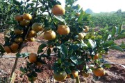 日本的果樹柑橘種植技術_柑橘園最好套養模式