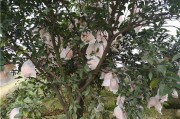 東坡柑橘種植技術_國內哪些空氣好環境好的城市適合老人定居
