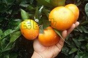 柑橘煤污病的防治辦法(柑橘煤煙病如何防治) 柑橘煤污病的防治辦法(柑橘煤煙病如何防治)