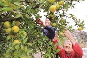 湖南柑橘種植管理技術_湖南農業概況