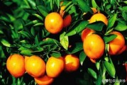 柑橘種植施肥技術技巧圖片_果樹幼苗用尿素的正確方法