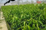 柑橘行距6米種植技術_小青柑樹間距多少米