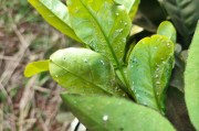 家養柑橘常見病蟲害_橘子樹葉上結了黑黑的一層東西怎么辦