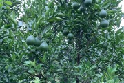 柑橘果面種植技術_柑橘樹盆栽