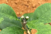 柑橘種植技術與管理順口溜_我想把家鄉土特產推廣出去
