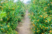 全州縣柑橘種植技術_興安有多少個鄉鎮