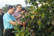 農科院柑橘種植技術規程_農村種辣椒可以掙到錢嗎