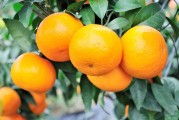 美國柑橘的種植技術(shù)_夏橙還掛在樹上現(xiàn)在怎樣保果 美國柑橘的種植技術(shù)_夏橙還掛在樹上現(xiàn)在怎樣保果