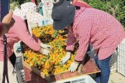 廣西柑橘種植新技術(shù)_廣西的砂糖橘種植真的是飽和了嗎 廣西柑橘種植新技術(shù)_廣西的砂糖橘種植真的是飽和了嗎