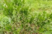 柑橘病蟲害識別圖高清_柑橘花期如何預(yù)防花蕾蛆