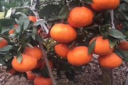 大雅柑橘品種有哪些,大雅柑橘品種簡介大全圖解 大雅柑橘品種有哪些,大雅柑橘品種簡介大全圖解