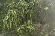 廣西柑橘上常見(jiàn)病蟲(chóng)害_廣西沙糖桔文案 廣西柑橘上常見(jiàn)病蟲(chóng)害_廣西沙糖桔文案