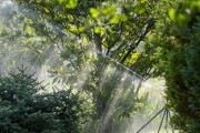 精品老樁柑橘樹苗特大號10年以上 庭院種植推薦優質高產果樹