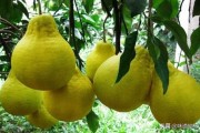 浙江柑橘種植管理技術(shù)指南_湖北荊州能種沃柑嗎 浙江柑橘種植管理技術(shù)指南_湖北荊州能種沃柑嗎