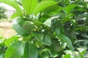 第一年柑橘樹(shù)種植技術(shù)_2ph柑橘種植技術(shù)