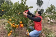 200畝柑橘種植技術_無籽椪柑栽間距多少