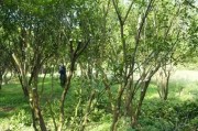 柑橘種植方法及管理技術(shù)_種植柑橘土壤什么酸堿度最好 柑橘種植方法及管理技術(shù)_種植柑橘土壤什么酸堿度最好