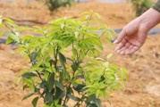 柑橘種植技術解說_柑橘斜坡種植技術