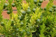 柑橘培育種植技術_柑橘繁殖方式是怎樣的