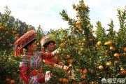 柑橘后期種植技術(shù)_30年老柑橘樹(shù)移栽注意事項(xiàng)