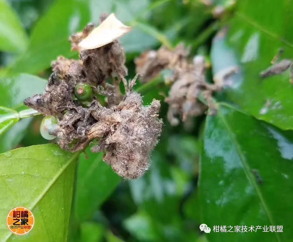 蜜桔的營養元素含量是多少毫克（密桔的營養成分）