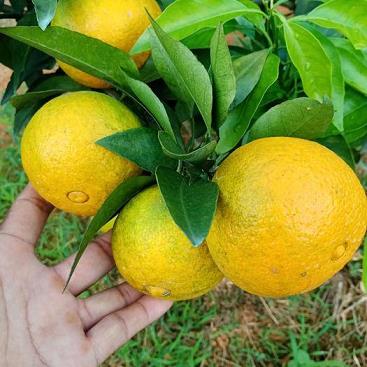 柑橘畝產多少公斤？科學種植管理提升產量關鍵解析