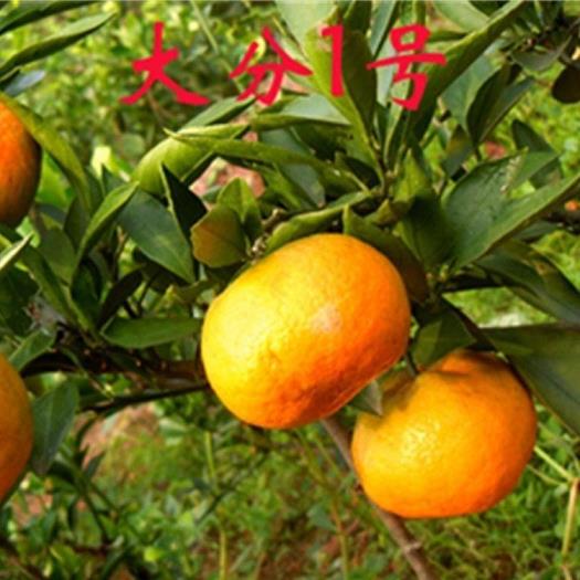 柑橘盆栽種植方法技術要點（柑橘盆栽種植方法技術要點視頻）