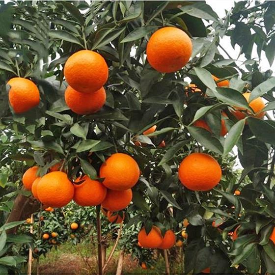 正宗蜜桔種植技術（蜜桔的養殖方法）