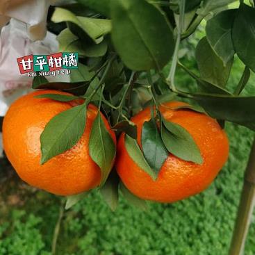 【正宗柑橘樹苗帶果發貨】現挖現發當年結果 優質果樹苗南北方栽種包郵