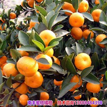 柑橘木虱危害癥狀圖（柑橘木虱的主要危害是什么）