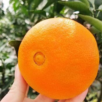 贛州信豐臍橙（贛州信豐臍橙多少錢一斤）