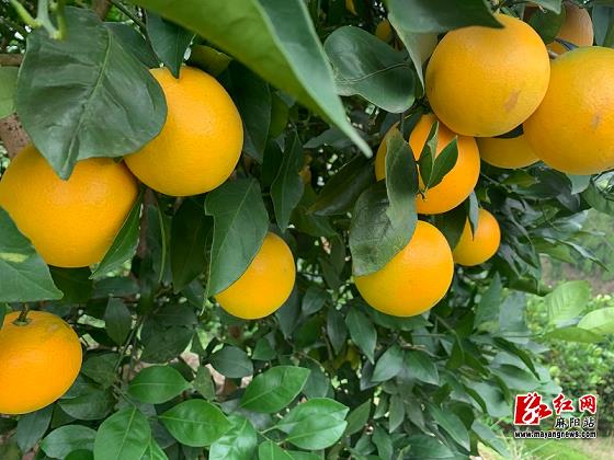 耙耙柑又名春見(jiàn)（春見(jiàn)耙耙柑種植）