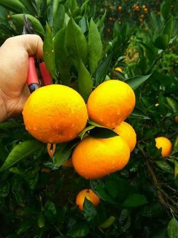 沃柑幼樹施肥技術（沃柑種植前期怎樣施肥管理?）
