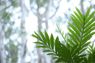 愛媛果樹苗什么時候嫁接最合適？關鍵時間節點與注意事項解析