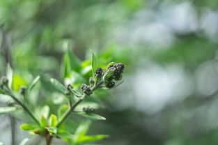 描寫春見柑橘：巴蜀春日枝頭的黃金饋贈