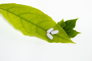 柑橘常見病蟲害識別防治實(shí)用指南與綠色防控技術(shù)解析