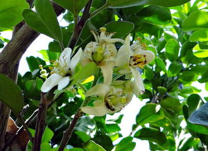 柑橘增產(chǎn)產(chǎn)品推薦:科學(xué)施肥技術(shù)助力果農(nóng)產(chǎn)量倍增
