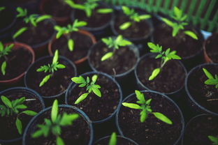 眉山市耙耙柑基地樹苗：優質果苗培育與科學種植技術示范基地