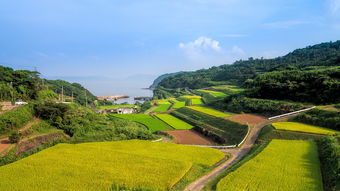 井研縣柑橘晚熟園區：產業升級助力鄉村振興新標桿