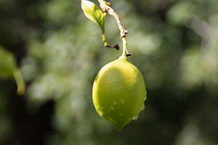 武鳴整箱柑橘新鮮采摘，產(chǎn)地直發(fā)優(yōu)質(zhì)果品禮盒裝