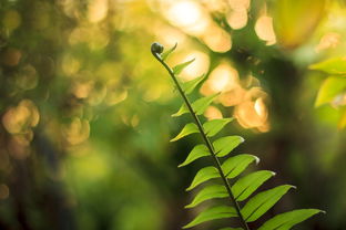 柑橘標準化栽培技術規范（柑橘種植實施方案）