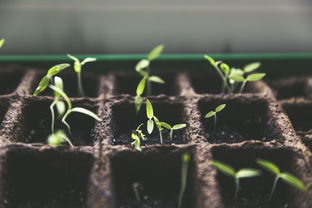 優質柑橘苗木種植銷售技術要點什么（柑橘種植項目簡介）